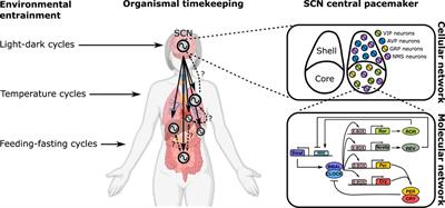 Frontiers Editorial Coupling In Biological Systems Definitions